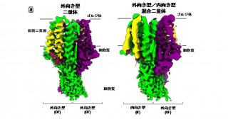 クライオ電子顕微鏡により、ゴルジ体の亜鉛輸送体による亜鉛輸送機構の全容を解明 細胞の亜鉛恒常性維持機構の理解に大きな進展