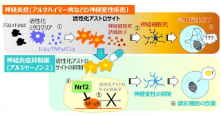 神経炎症時の活性化グリア細胞の産生機構の解明―神経変性疾患の創薬標的の可能性―