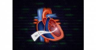 心臓内の「渦血流」を同定する理論を世界に先駆けて構築―心血流の渦のパターンを文字化し、早期に心不全を発見する可能性