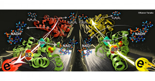 バイオミメティクスにつながる異化代謝プラットフォーム―自然に学ぶモノづくりを目指して―