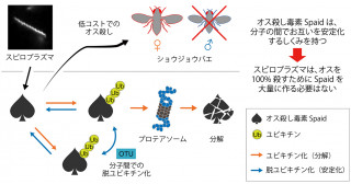 オス殺しのコストパフォーマンスが高いわけ―共生細菌の毒素は自己安定化のしくみをもつ―