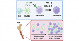 骨髄のNK細胞の分化に造血細胞が産生するIL-15が必須である―2種類の局在を示すNK細胞の新規分化モデル―