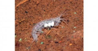 福井市足羽山に生息する地下水性甲殻類の新種を発見―長期調査が詳らかにする地下性動物達―