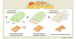Unveiling the mechanism of 3D folding of cell sheets