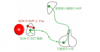 時差ボケからの回復には下垂体バソプレシンが鍵―時差ボケ治療薬の新規標的分子と部位の解明―