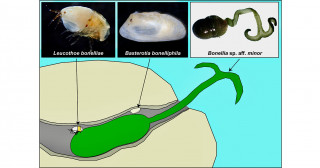Three's company in burrows