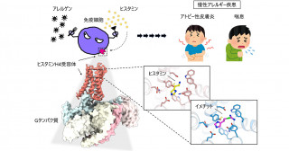 慢性アレルギー疾患に関わるヒスタミン受容体の構造解明―新規アトピー性皮膚炎・喘息治療薬の開発に貢献―
