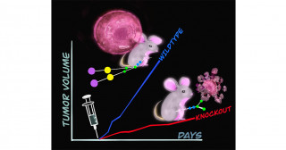 Cancer's sweet Achilles heel