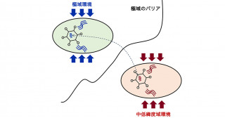 寒冷域と温暖域ではウイルスの遺伝子組成が異なる―巨大ウイルスの環境適応―