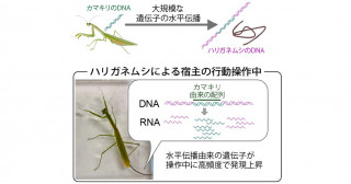 カマキリを操るハリガネムシ遺伝子の驚くべき由来―宿主から寄生虫への大規模遺伝子水平伝播の可能性―