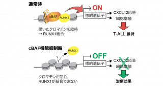 T細胞性急性リンパ性白血病の増殖因子を発見―新規治療法開発への手がかりに―