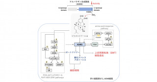 アスパラギン合成酵素を阻害するビサボスクアールAの発見―がん代謝特性を標的とする新規抗がん剤の開発に期待―