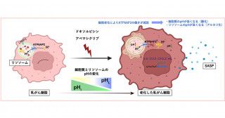 がん治療薬による乳がん細胞の老化とpH調整の解明—新規細胞老化のメカニズム解明に貢献—