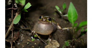 カエルの鳴き声をAIで識別する―繁殖活動の高効率なモニタリング調査に向けて―