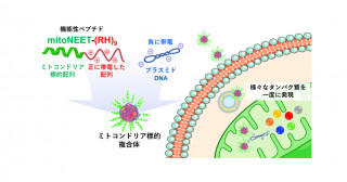 新規ミトコンドリア膜貫通ペプチドによる遺伝子送達―ミトコンドリア内部で効率的な多重遺伝子発現を達成―