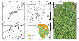 リモートセンシングを用いたヒノキ人工林の蒸散量広域予測モデルを開発