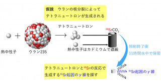 陽子を含まない原子核の痕跡を原子炉で探す―原子核物理×放射化学の新手法で「0番元素」を探求―