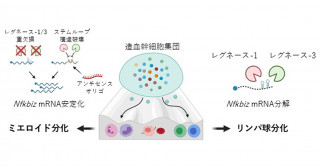 造血幹細胞の分化方向性を制御する分子機構―mRNA分解機構が司る新たな細胞運命決定機構の発見―