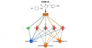 B型肝炎の完治が見込まれる新たな抗ウイルス薬の候補を発見―新規の化合物iCDM-34がウイルスゲノムの合成を抑制―