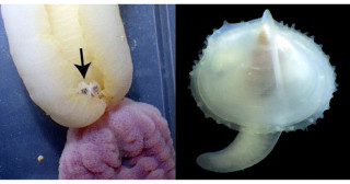 二枚貝の希少種、琉球列島から初記録・紀伊半島から再発見―ユムシ類の口吻の上で暮らすミドリユムシヤドリガイ―