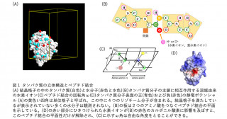 タンパク質の分子骨格が実は持っていた知られざる機能 中性子で明らかに