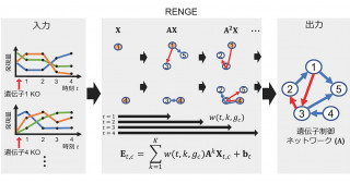 摂動に基づく遺伝子制御ネットワーク推定―数理モデルによる自動決定―