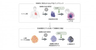 「ポストコロナ」で警戒すべき心不全パンデミック－SARS-CoV-2の持続感染は心不全リスクを高める可能性－