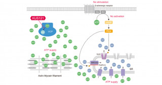 KUS121は新規の心不全治療薬となる―Ca2+負荷なしに血行動態を改善―