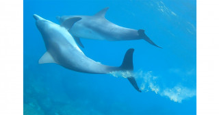 野生イルカのうんちから年齢を推定－野生水生動物の糞から抽出したDNAのエピジェネティッククロックを用いた年齢推定に世界で初めて成功－