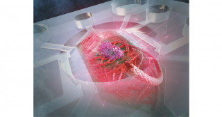 マイクロ流体デバイスを用いて大脳オルガノイドの血管新生因子を特定 ～血管床を活用したMicrophysiological systems (MPS)～