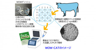 ウシ受精卵の新しい遺伝子解析技術を開発―遺伝子のヒストン修飾を簡易に診断―