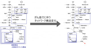 反応ネットワークの構造変化による摂動応答変化を解析する