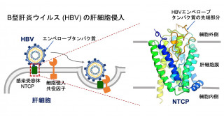B型肝炎ウイルスが感染受容体に結合するしくみを解明