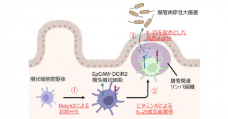 腸管病原性大腸菌排除の起点となる樹状細胞を発見