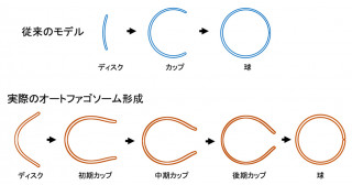 オートファゴソーム標準形態の実験的決定と数理モデル―オートファジーを司る膜構造体の形の特徴を実験と理論で解明―