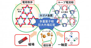 カゴメ金属の新奇な多重量子相を予言・制御する理論を構築―ループ電流・電荷秩序・超伝導が奏でる“アンサンブル”―