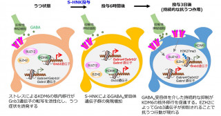 抗うつ作用に重要な脳の領域を発見―新しいうつ病治療法の開発に期待―