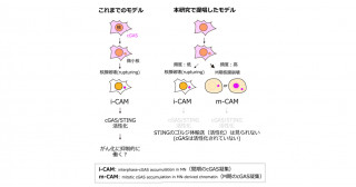 微小核はcGAS自然免疫を活性化しない―定説を覆す成果―