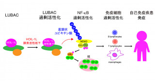 自己免疫疾患の発症メカニズムの一端を解明―自己免疫疾患の新規治療ターゲットへ―