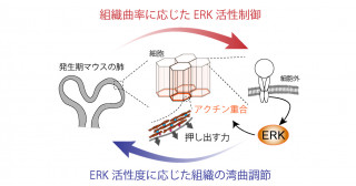 細胞集団の曲率がカギとなる形作りの仕組み―肺が自律的に枝分かれする原理を提唱―