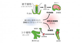 コケ植物の卵細胞を生み出す遺伝子を発見―陸上植物の生殖細胞をつくる機構とその進化―