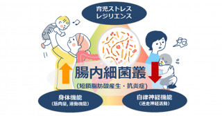 腸内細菌叢が母親の育児ストレスや心身のレジリエンスに関連する