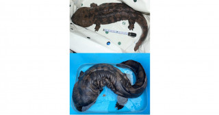 絶滅したオオサンショウウオが生きていた！―外来種が救う種の絶滅？―