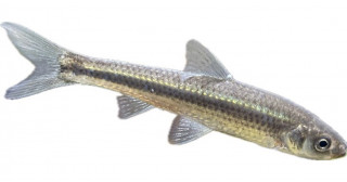 琵琶湖固有の魚「ホンモロコ」が産卵回帰することを発見 ホンモロコの生態解明と資源回復に繋がる世界初の研究成果