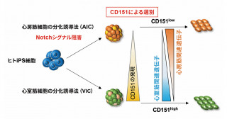 ヒトiPS細胞から分化した心室と心房の心筋細胞を区別する因子の発見