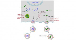 新規HIV増殖阻害宿主因子の同定と作用メカニズムの解明