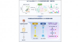 iPS細胞由来血小板造血における免疫巨核球の制御機構の発見ー血小板の大量製造に向けた巨核球マスターセルの品質管理に応用可能ー