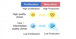 Discovering a new microRNA-regulated pathway to boost iPS cell-derived platelet production