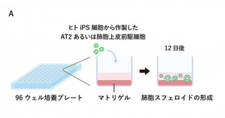 ヒトiPS細胞由来肺胞スフェロイドの"on-gel培養法"による化合物スクリーニング－ I 型肺胞上皮細胞の分化を促進するシグナル経路を同定－