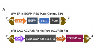 iMSCによるACVR2B-Fc融合タンパク質の送達は進行性骨化性線維異形成症モデルマウスの異所性骨化を抑制する